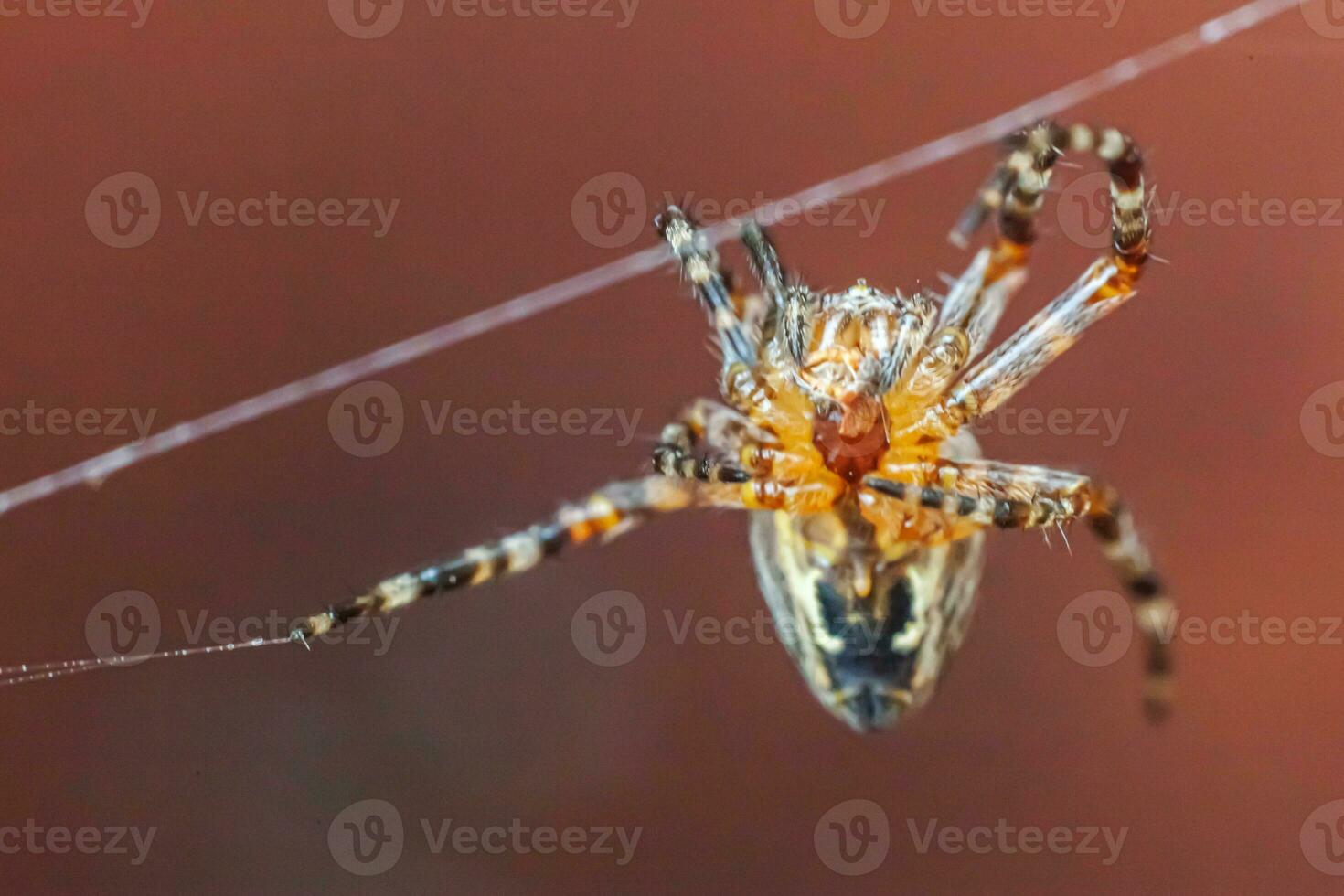 Arachnophobia fear of spider bite concept. Macro close up spider on cobweb spider web on blurred brown background. Life of insects. Horror scary frightening banner for halloween. photo