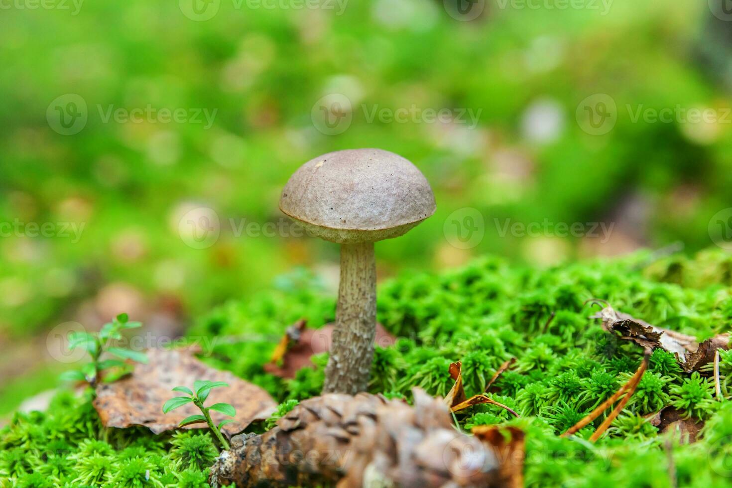 Edible small mushroom with brown cap Penny Bun leccinum in moss autumn forest background. Fungus in the natural environment. Big mushroom macro close up. Inspirational natural summer fall landscape photo