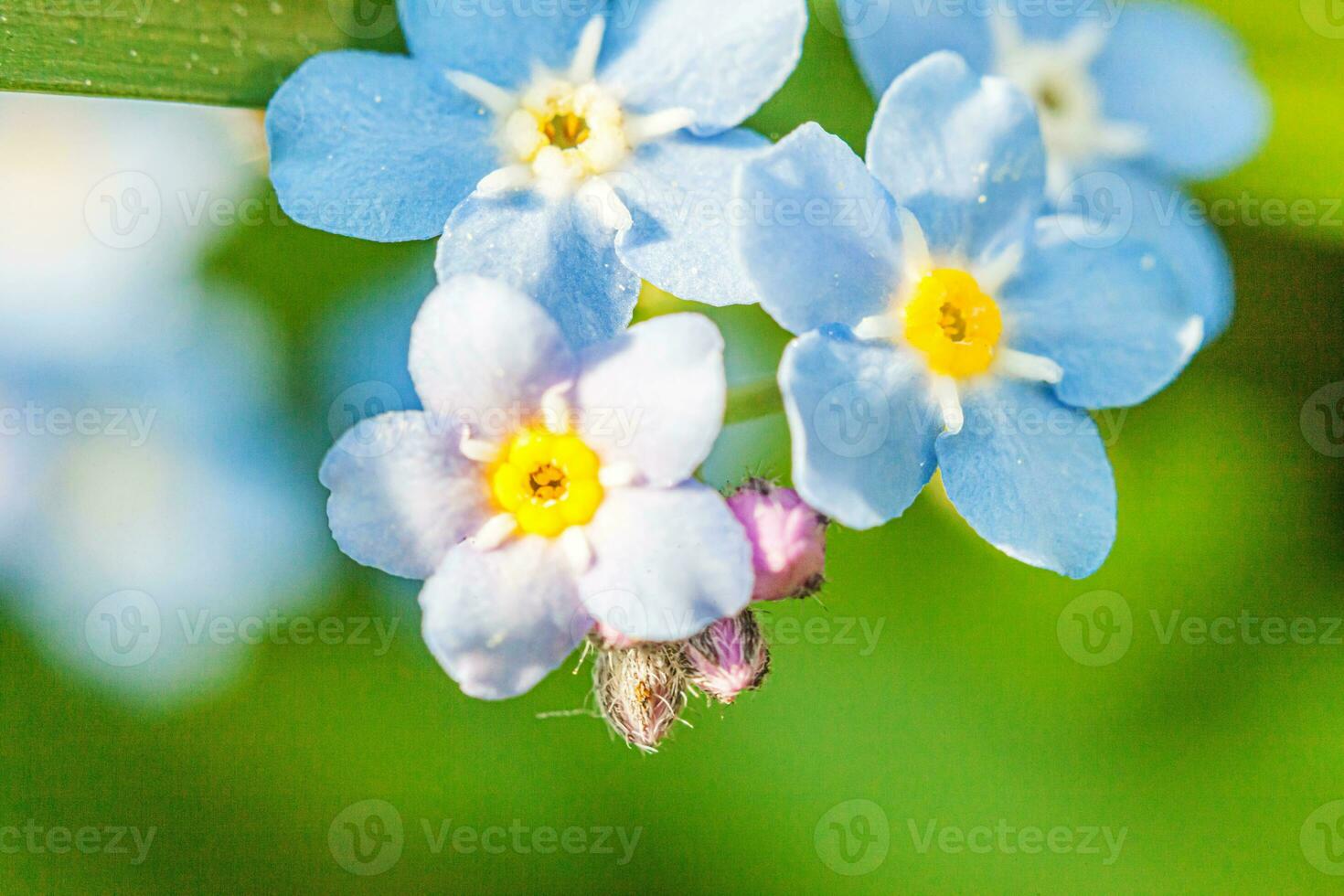 Beautiful wild forget-me-not Myosotis flower blossom flowers in spring time. Close up macro blue flowers, selective focus. Inspirational natural floral blooming summer garden or park. photo