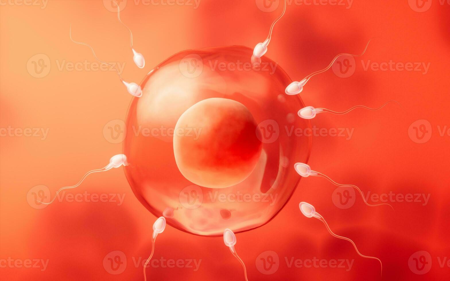 The union of sperm and an egg cell, 3d rendering. photo