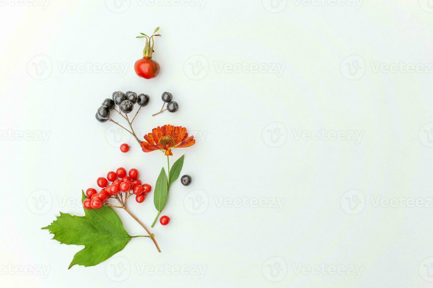 Autumn floral composition. Plants viburnum rowan berries dogrose fresh flowers colorful leaves isolated on white background. Fall natural plants ecology wallpaper concept Flat lay top view copy space photo