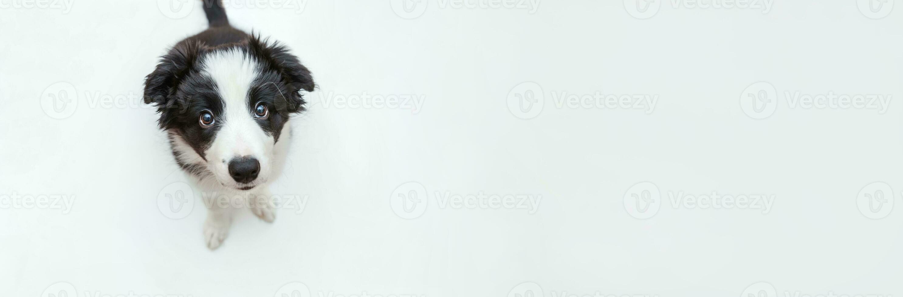 Funny studio portrait of cute smilling puppy dog border collie isolated on white background. Pet care and animals concept. Banner photo