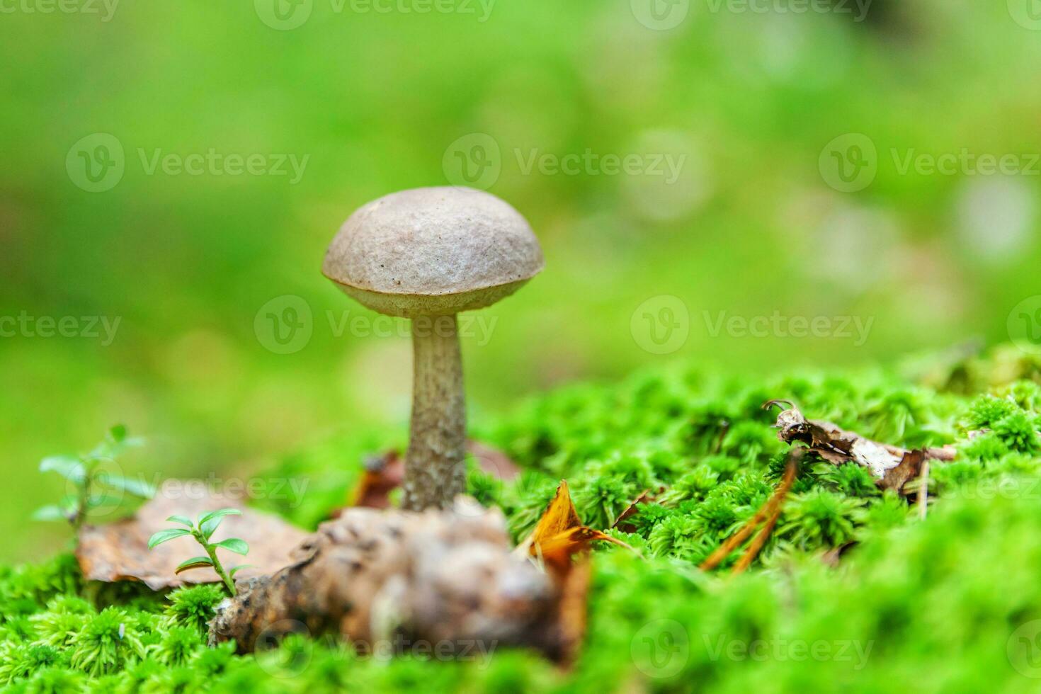 Edible small mushroom with brown cap Penny Bun leccinum in moss autumn forest background. Fungus in the natural environment. Big mushroom macro close up. Inspirational natural summer fall landscape photo