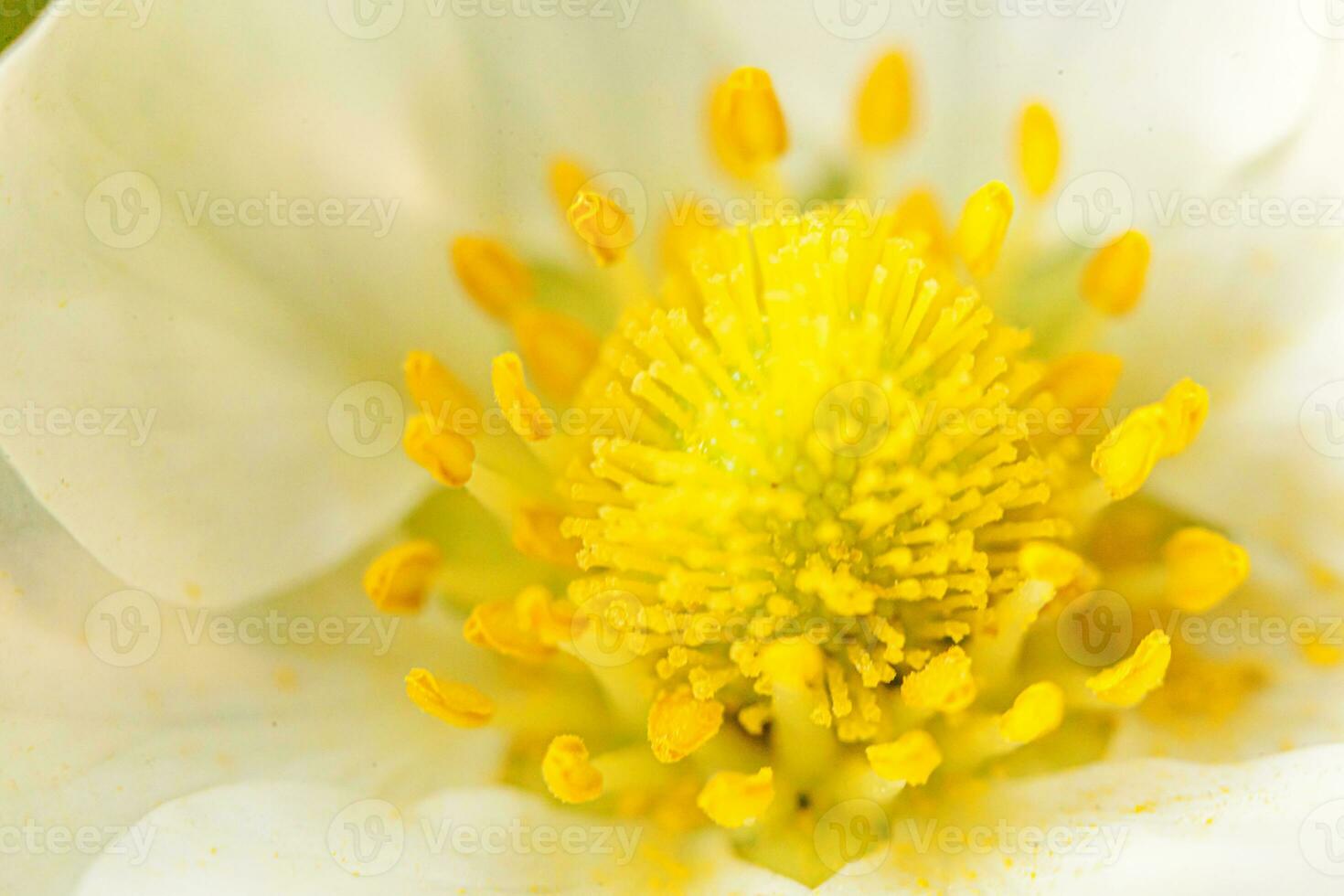 Industrial cultivation of strawberries. Bush of strawberry with flower in spring or summer garden bed macro close up. Natural growing of berries on farm. Eco healthy organic food horticulture concept photo