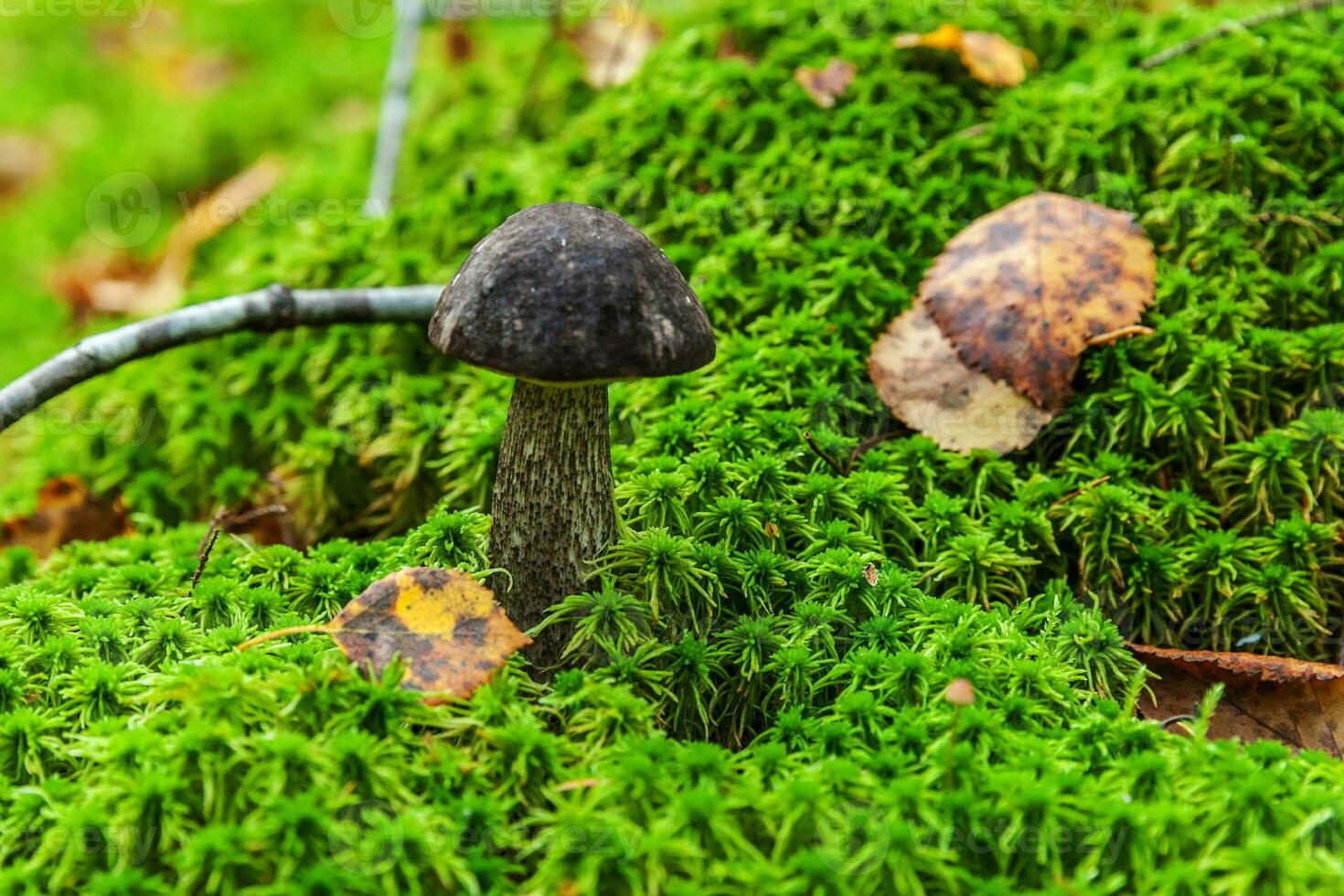 Edible small mushroom brown cap Penny Bun leccinum in moss autumn forest background. Fungus in the natural environment. Big mushroom macro close up. Inspirational natural summer or fall landscape. photo