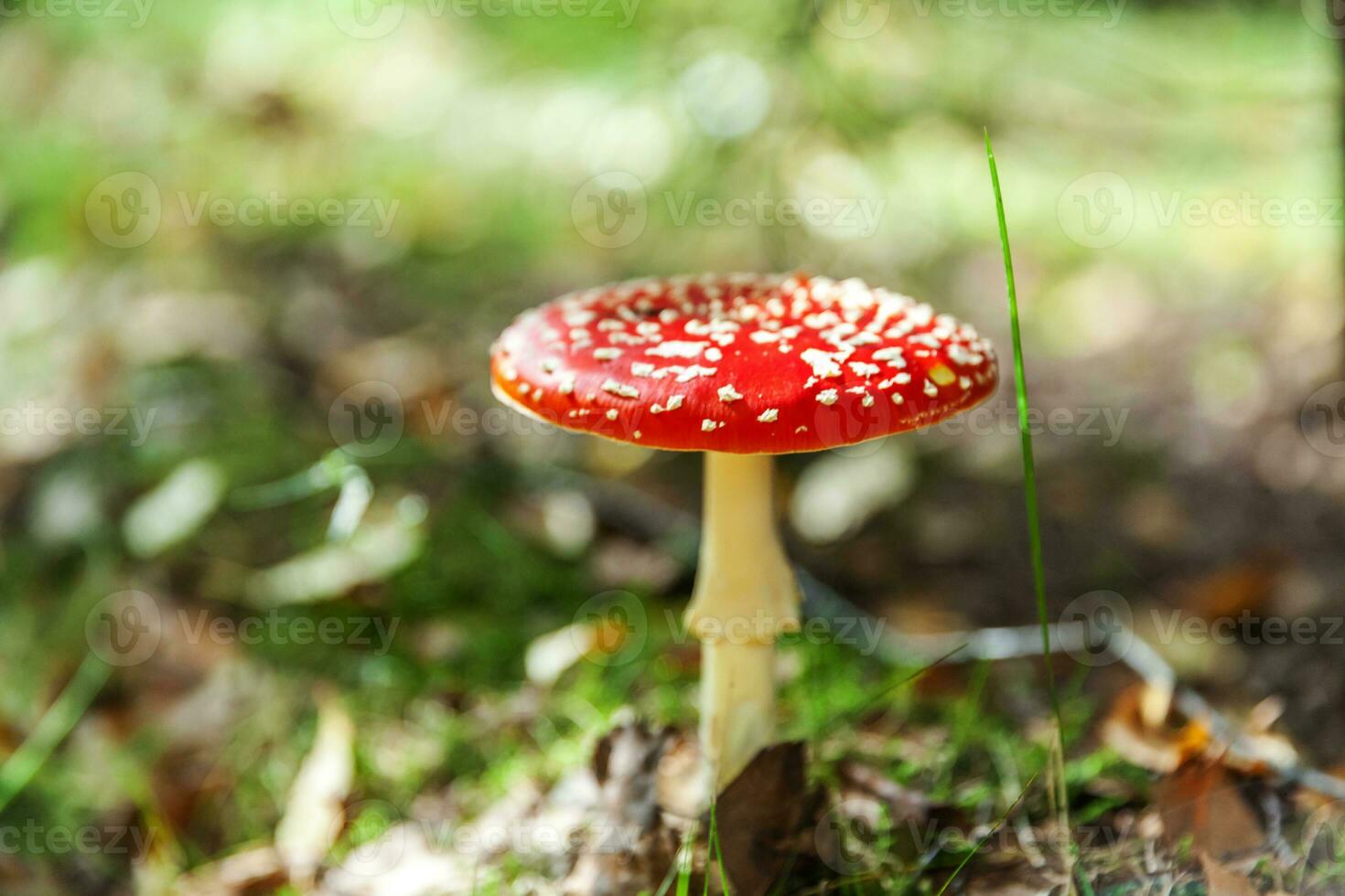 Toxic and hallucinogen mushroom Fly Agaric in grass on autumn forest background. Red poisonous Amanita Muscaria fungus macro close up in natural environment. Inspirational natural fall landscape. photo