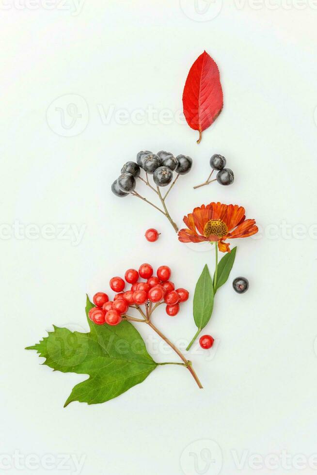 Autumn floral composition. Plants viburnum rowan berries dogrose fresh flowers colorful leaves isolated on white background. Fall natural plants ecology wallpaper concept Flat lay top view copy space photo