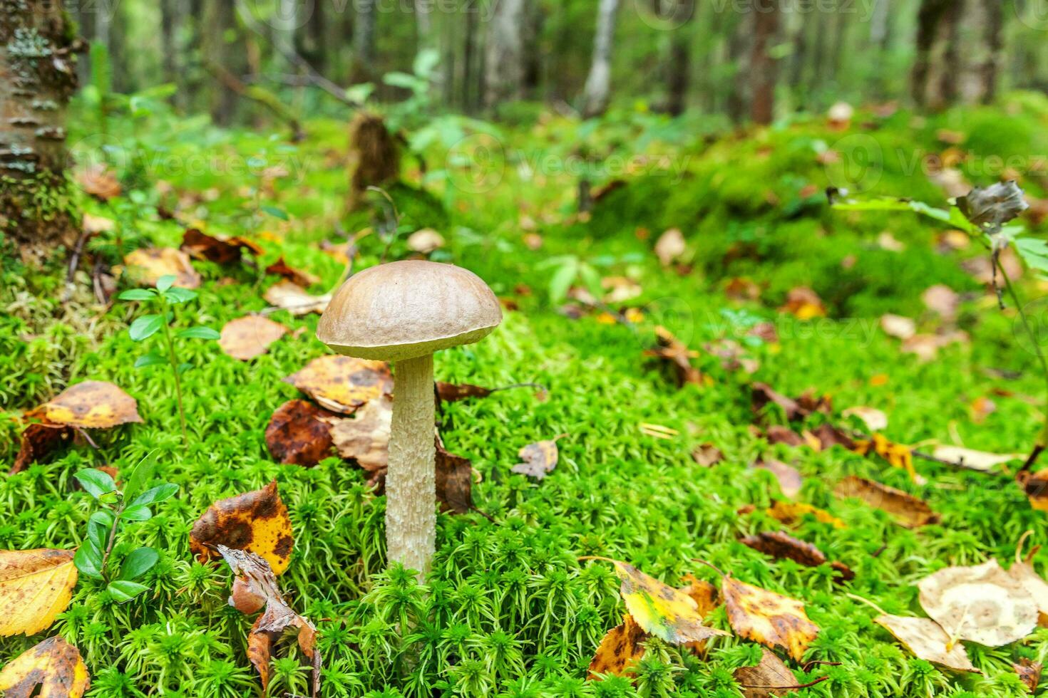 Edible small mushroom brown cap Penny Bun leccinum in moss autumn forest background. Fungus in the natural environment. Big mushroom macro close up. Inspirational natural summer or fall landscape. photo