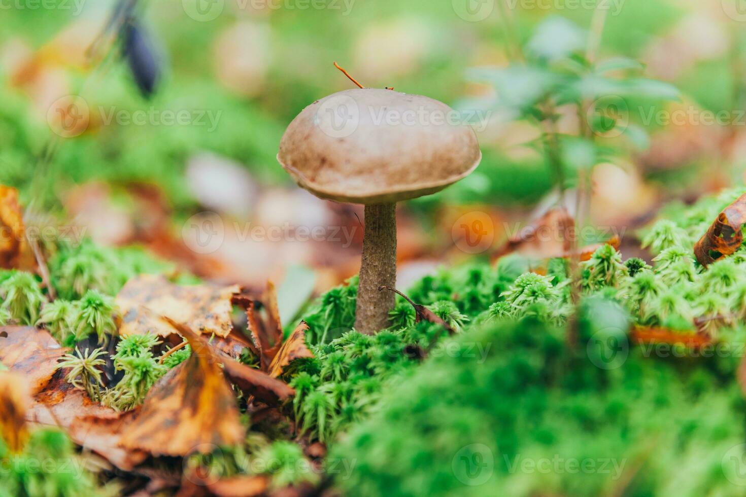 Edible small mushroom with brown cap Penny Bun leccinum in moss autumn forest background. Fungus in the natural environment. Big mushroom macro close up. Inspirational natural summer fall landscape photo