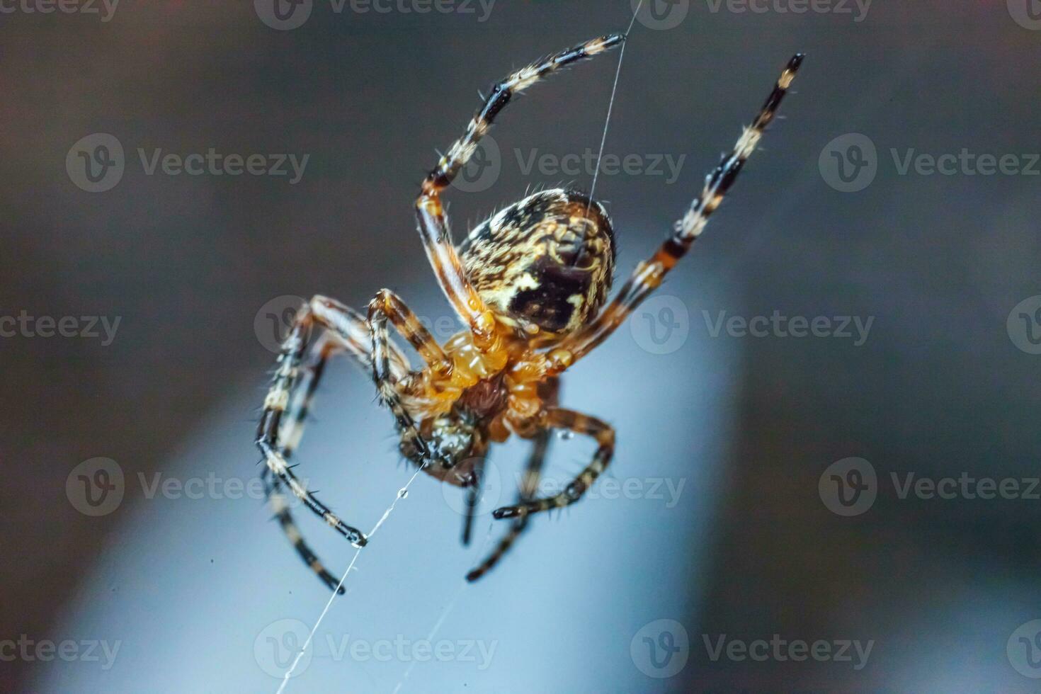 Arachnophobia fear of spider bite concept. Macro close up spider on cobweb spider web on blurred blue background. Life of insects. Horror scary frightening banner for halloween. photo