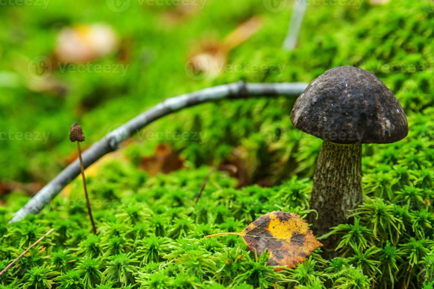 Edible small mushroom brown cap Penny Bun leccinum in moss autumn forest background. Fungus in the natural environment. Big mushroom macro close up. Inspirational natural summer or fall landscape. photo