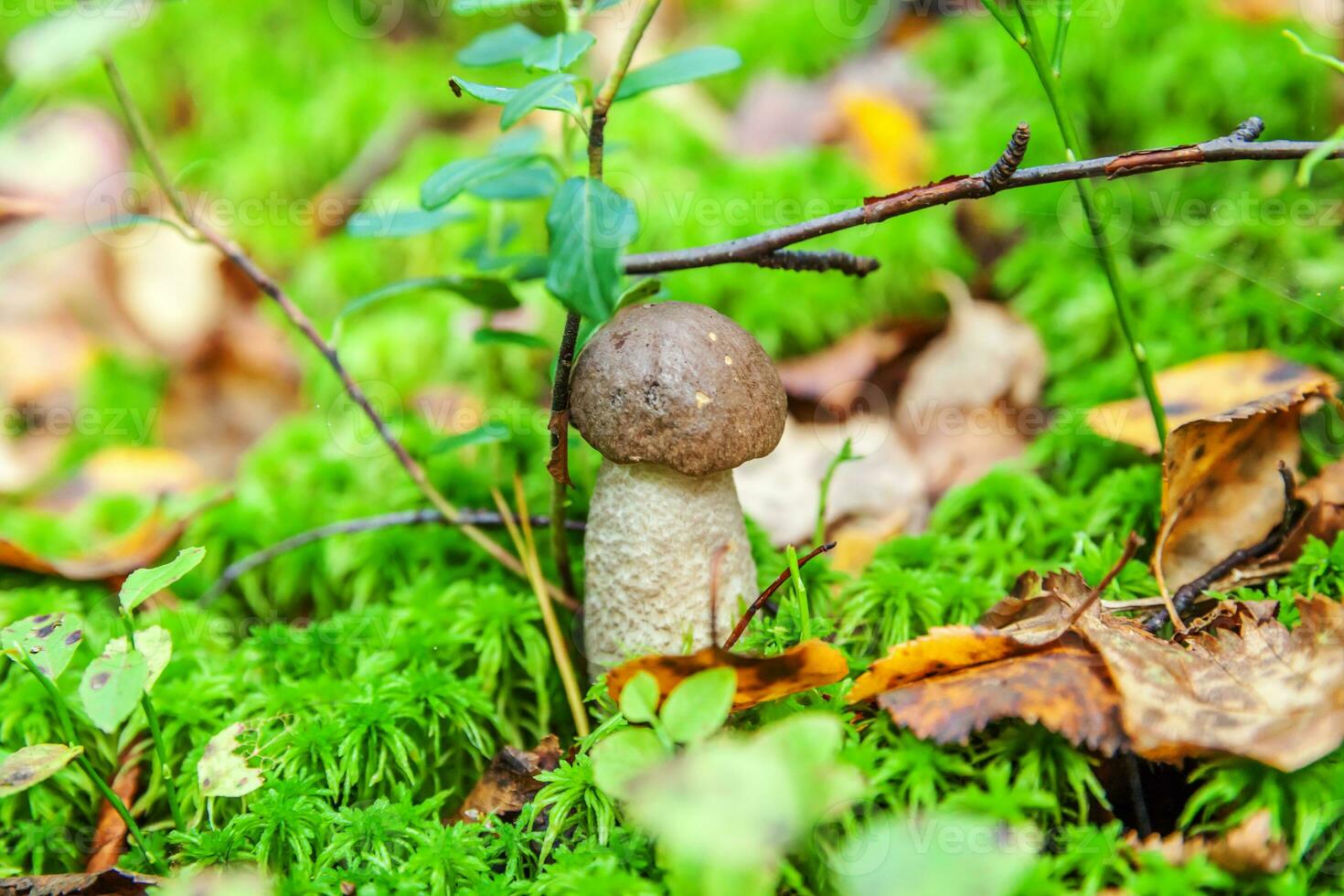 Edible small mushroom with brown cap Penny Bun leccinum in moss autumn forest background. Fungus in the natural environment. Big mushroom macro close up. Inspirational natural summer fall landscape photo