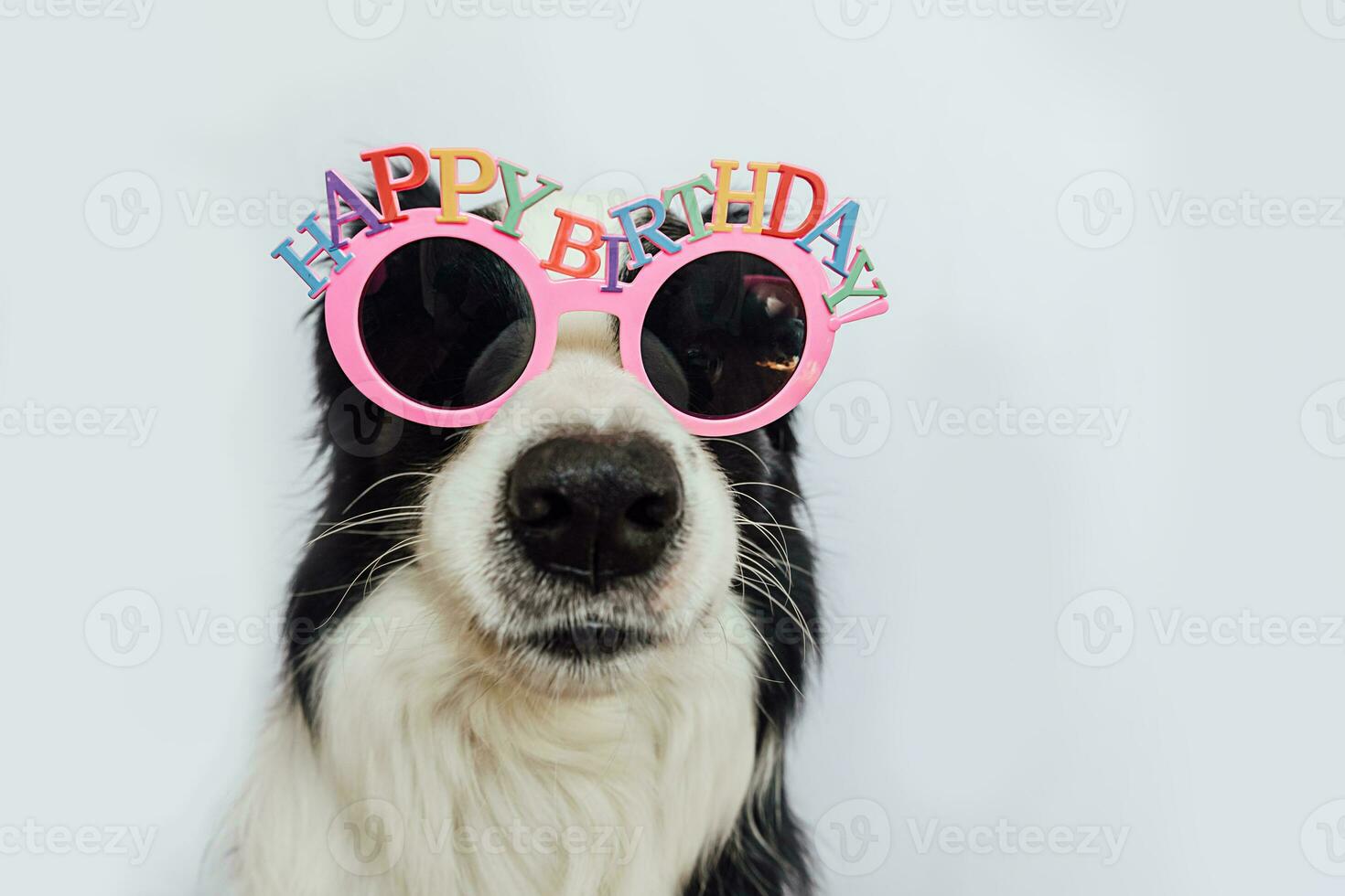 Happy Birthday party concept. Funny cute puppy dog border collie wearing birthday silly eyeglasses and smiling isolated on white background. Pet dog on Birthday day. photo