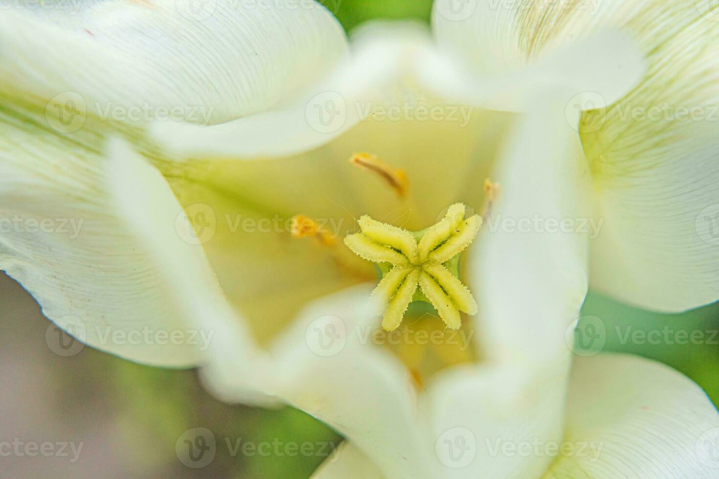 White tulip flowers in spring time. Close up macro of fresh spring flower in garden. Soft abstract floral poster, extremely macro, selective focus. Inspirational floral wallpaper holidays card photo