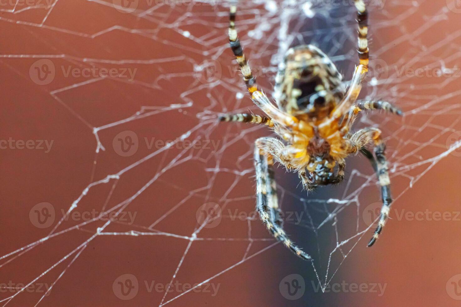Arachnophobia fear of spider bite concept. Macro close up spider on cobweb spider web on blurred brown background. Life of insects. Horror scary frightening banner for halloween. photo