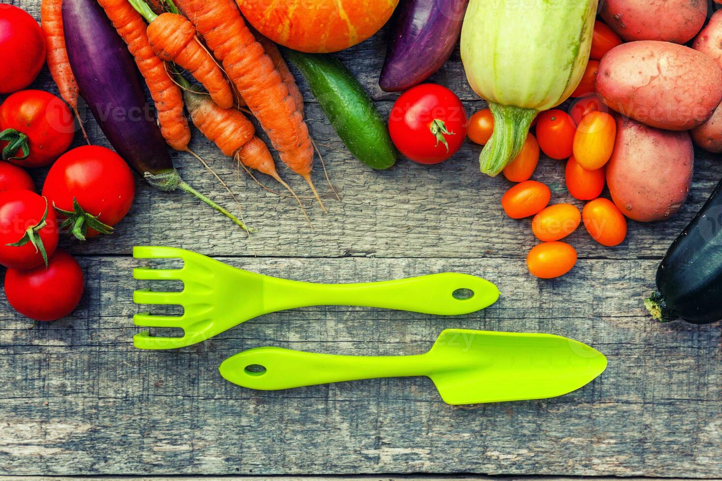 Assortment different fresh organic vegetables and gardening tools on country style wooden background. Healthy food vegan vegetarian eating dieting concept. Local garden produce clean food. photo