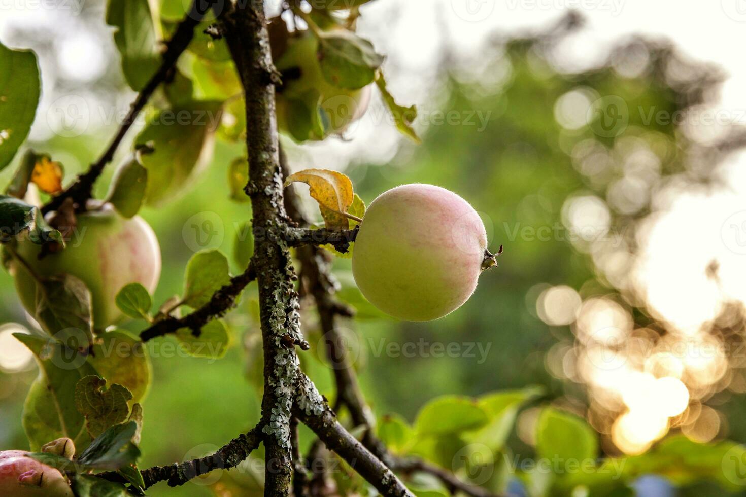 Perfect red green apple growing on tree in organic apple orchard. Autumn fall view on country style garden. Healthy food vegan vegetarian baby dieting concept. Local garden produce clean food. photo