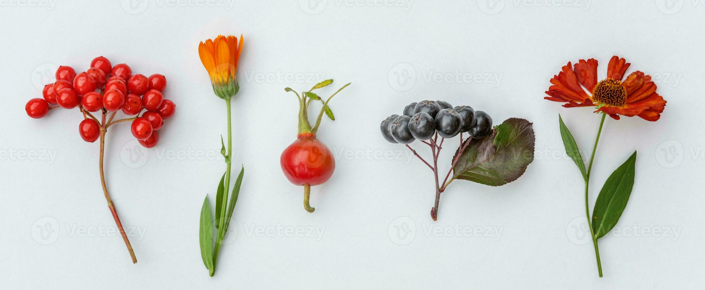 Autumn floral composition. Plants viburnum rowan berries dogrose flowers colorful leaves isolated on white background. Fall natural plants ecology wallpaper concept. Flat lay top view, banner photo