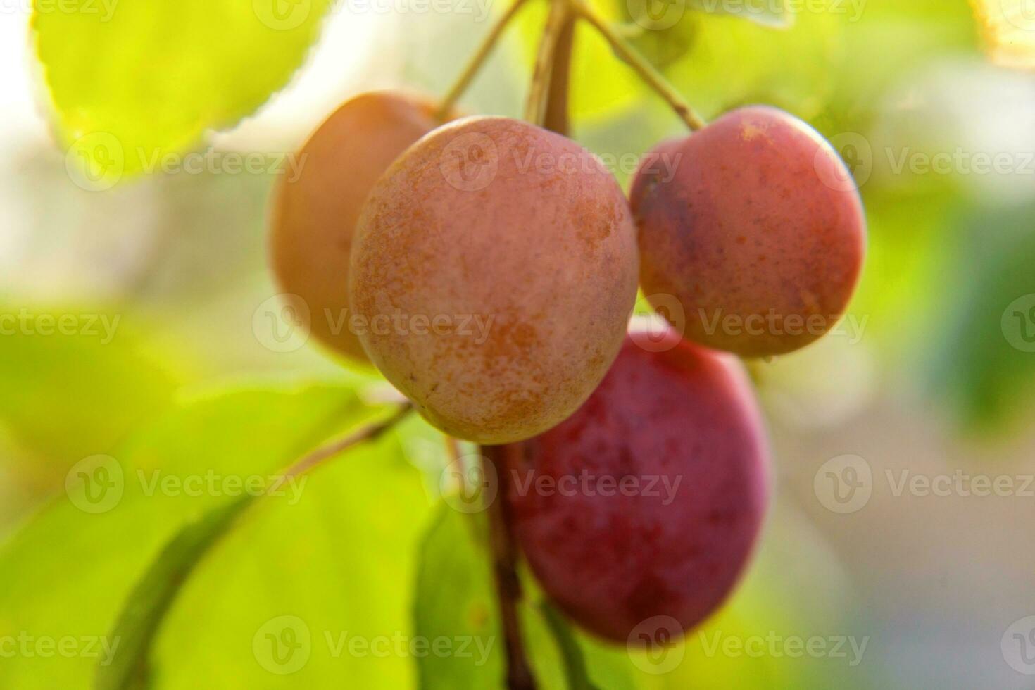 Perfect red plum growing on tree in organic plum orchard. Autumn fall view on country style garden. Healthy food vegan vegetarian baby dieting concept. Local garden produce clean food. photo