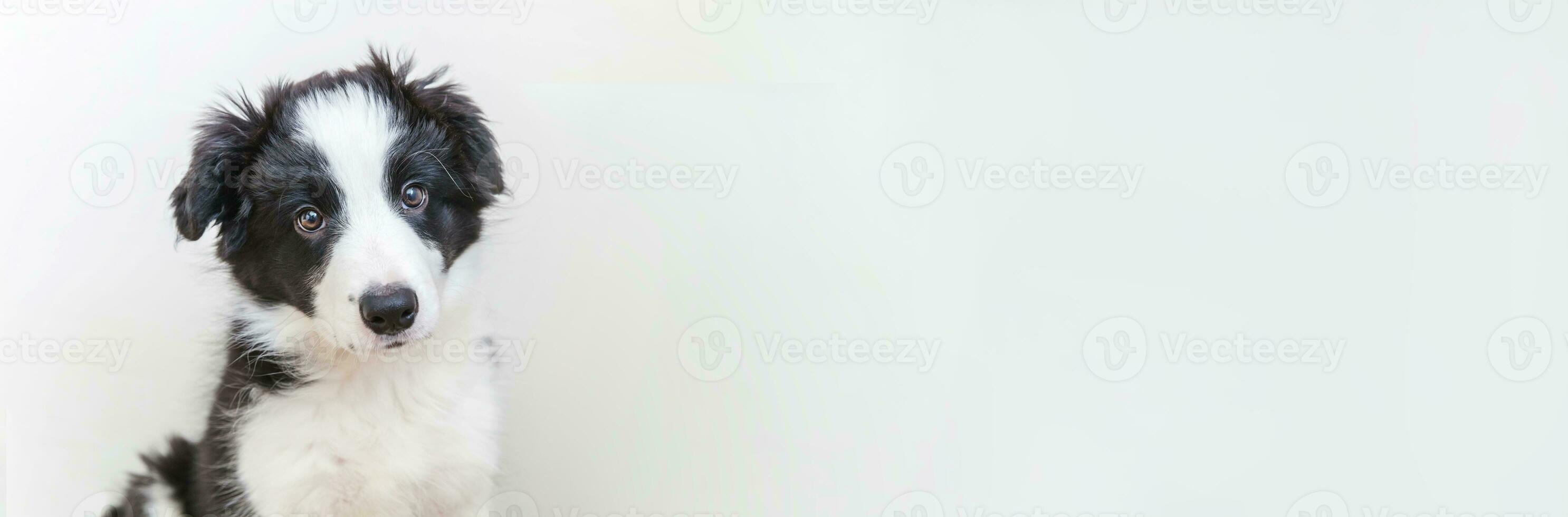 Funny studio portrait of cute smilling puppy dog border collie isolated on white background. Pet care and animals concept. Banner photo