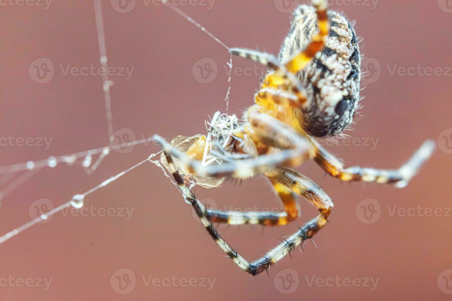Arachnophobia fear of spider bite concept. Macro close up spider on cobweb spider web on blurred brown background. Life of insects. Horror scary frightening banner for halloween. photo