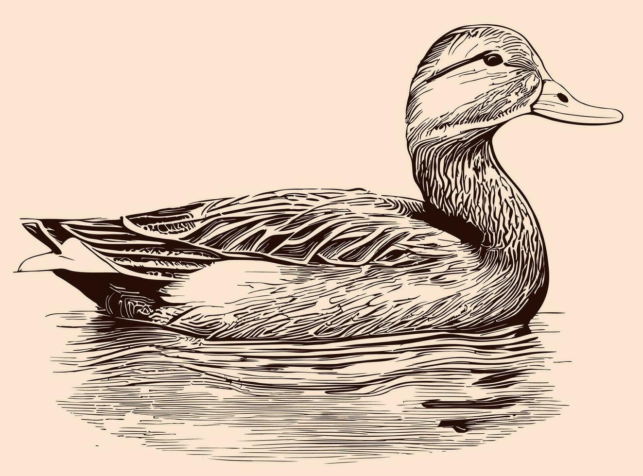 Wild duck swimming sketch hand drawn in doodle style Vector illustration