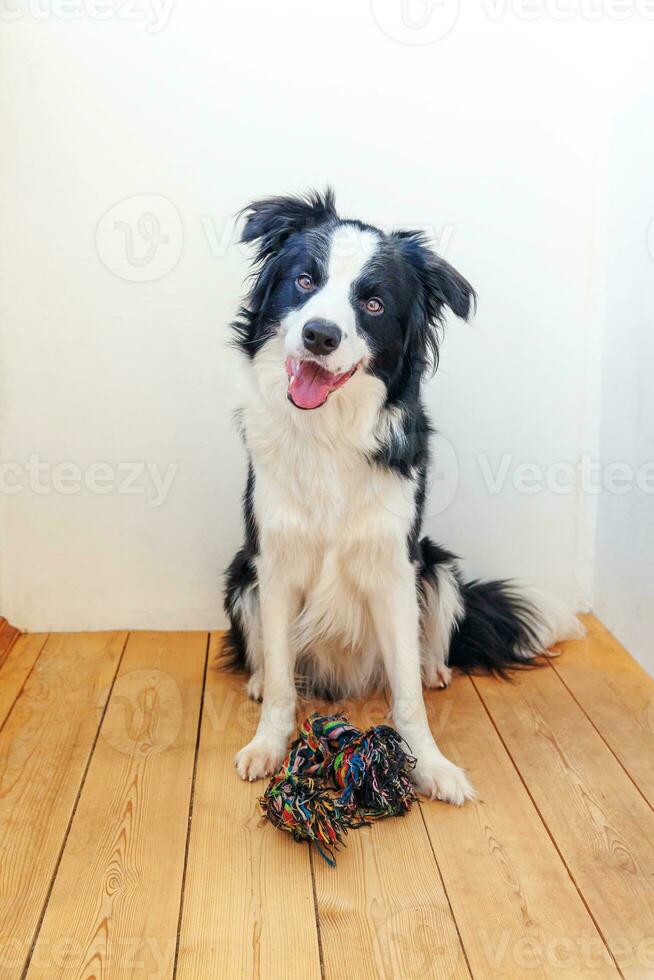 Funny portrait of cute smiling puppy dog border collie holding colourful rope toy in mouth. New lovely member of family little dog at home playing with owner. Pet care and animals concept. photo