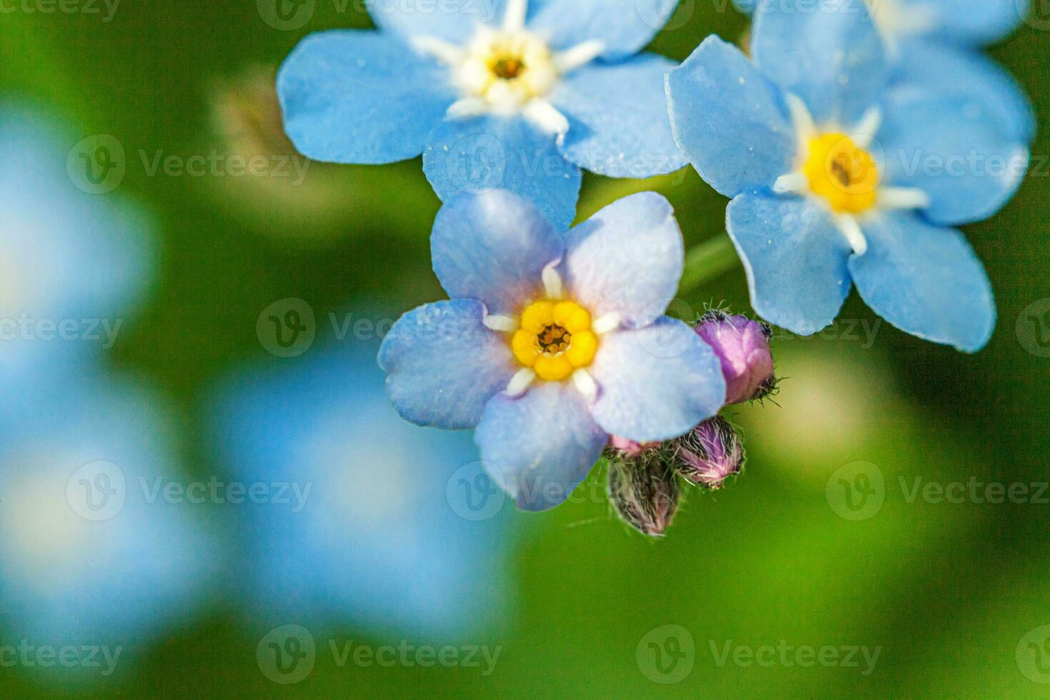 Beautiful wild forget-me-not Myosotis flower blossom flowers in spring time. Close up macro blue flowers, selective focus. Inspirational natural floral blooming summer garden or park. photo