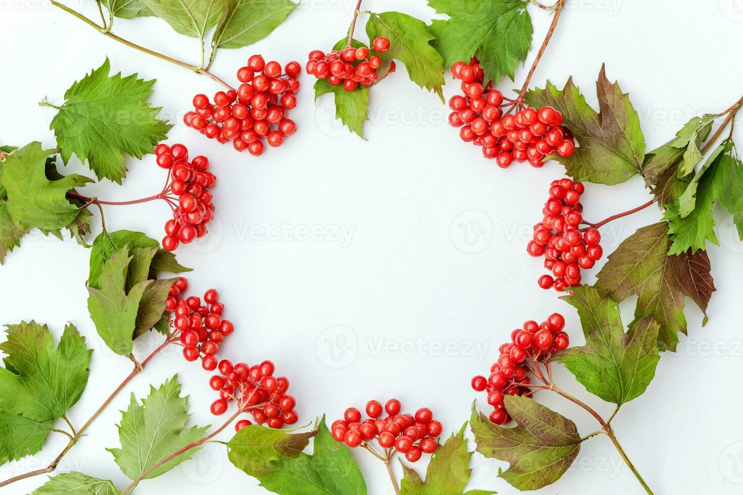 Autumn floral composition. Frame made of viburnum berries isolated on white background. Autumn fall natural plants ecology fresh wallpaper concept. Flat lay top view, copy space photo