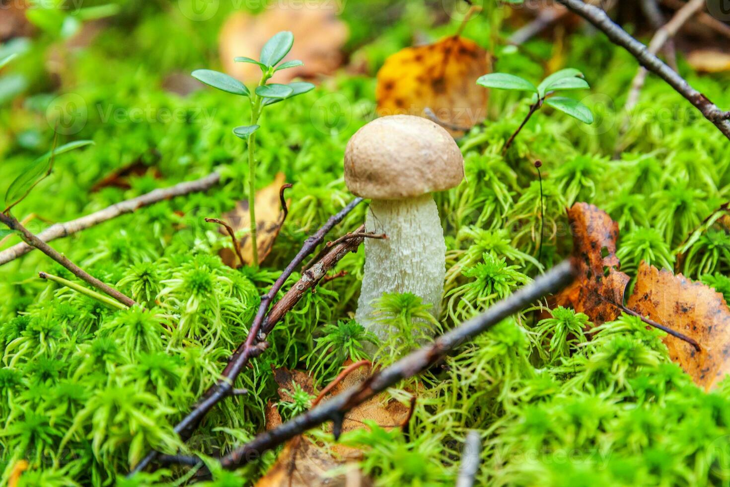 Edible small mushroom brown cap Penny Bun leccinum in moss autumn forest background. Fungus in the natural environment. Big mushroom macro close up. Inspirational natural summer or fall landscape. photo
