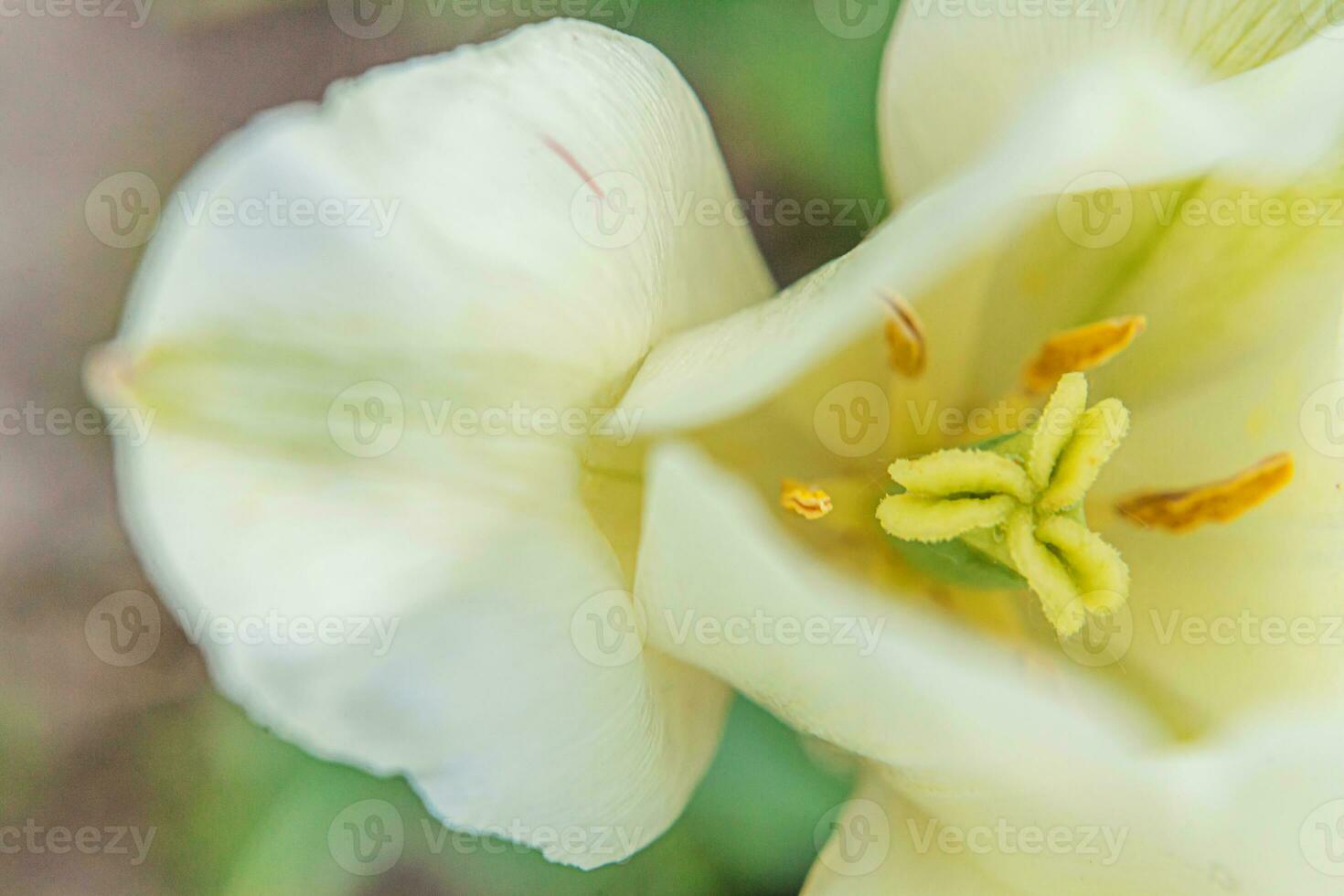 White tulip flowers in spring time. Close up macro of fresh spring flower in garden. Soft abstract floral poster, extremely macro, selective focus. Inspirational floral wallpaper holidays card photo
