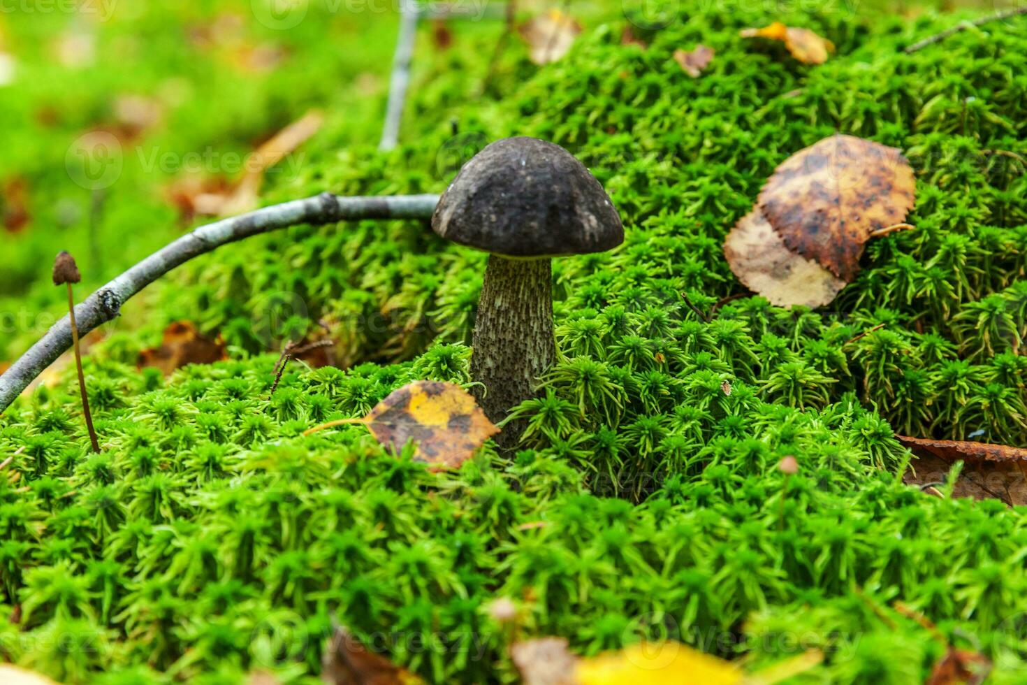 Edible small mushroom brown cap Penny Bun leccinum in moss autumn forest background. Fungus in the natural environment. Big mushroom macro close up. Inspirational natural summer or fall landscape. photo