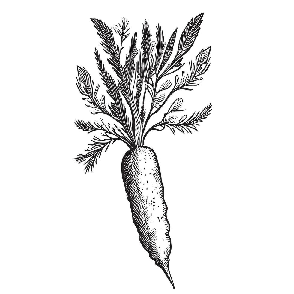 Carrot vegetable sketch hand drawn in doodle style Vector illustration