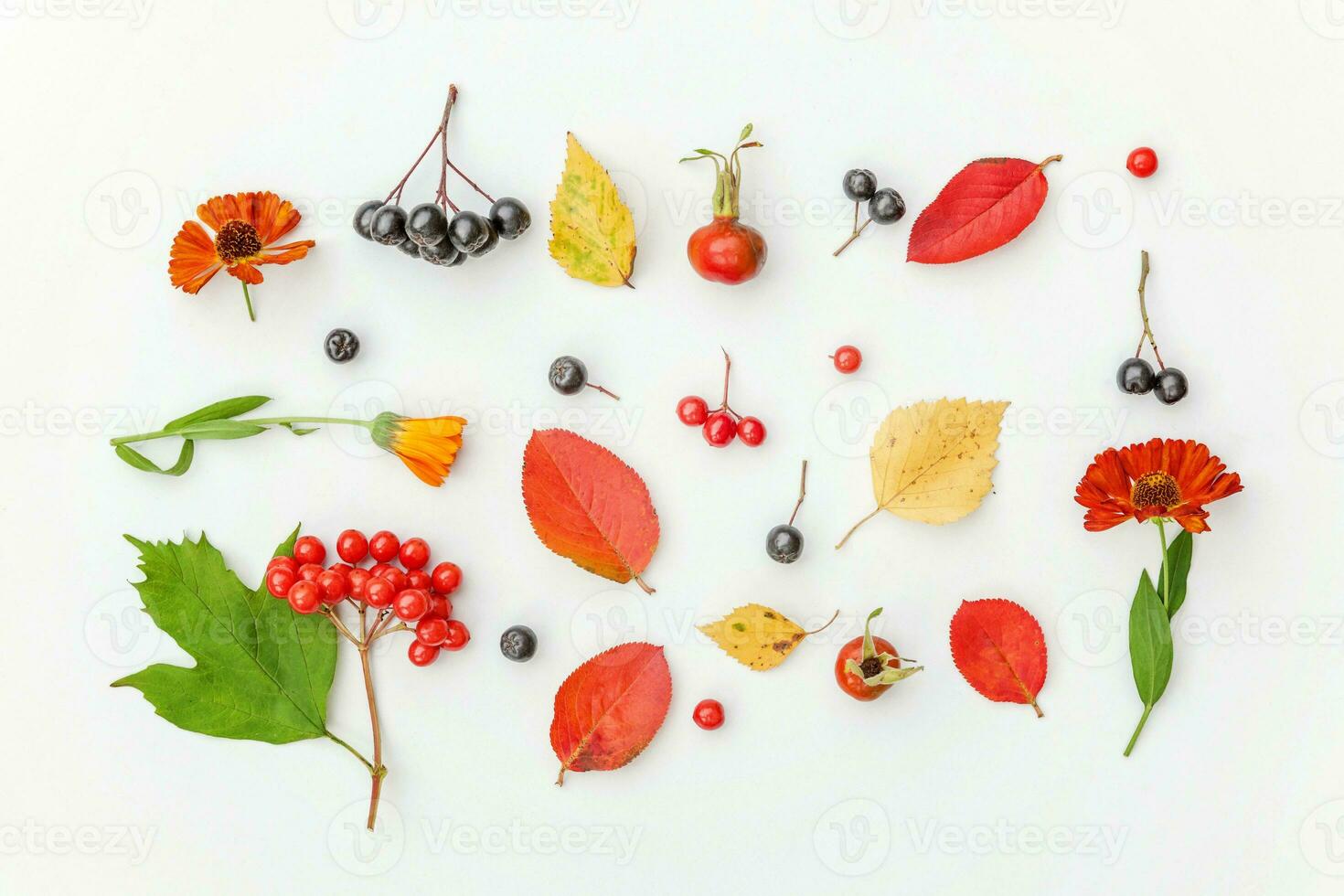 Autumn floral composition. Plants viburnum rowan berries dogrose fresh flowers colorful leaves isolated on white background. Fall natural plants ecology wallpaper concept. Flat lay, top view photo