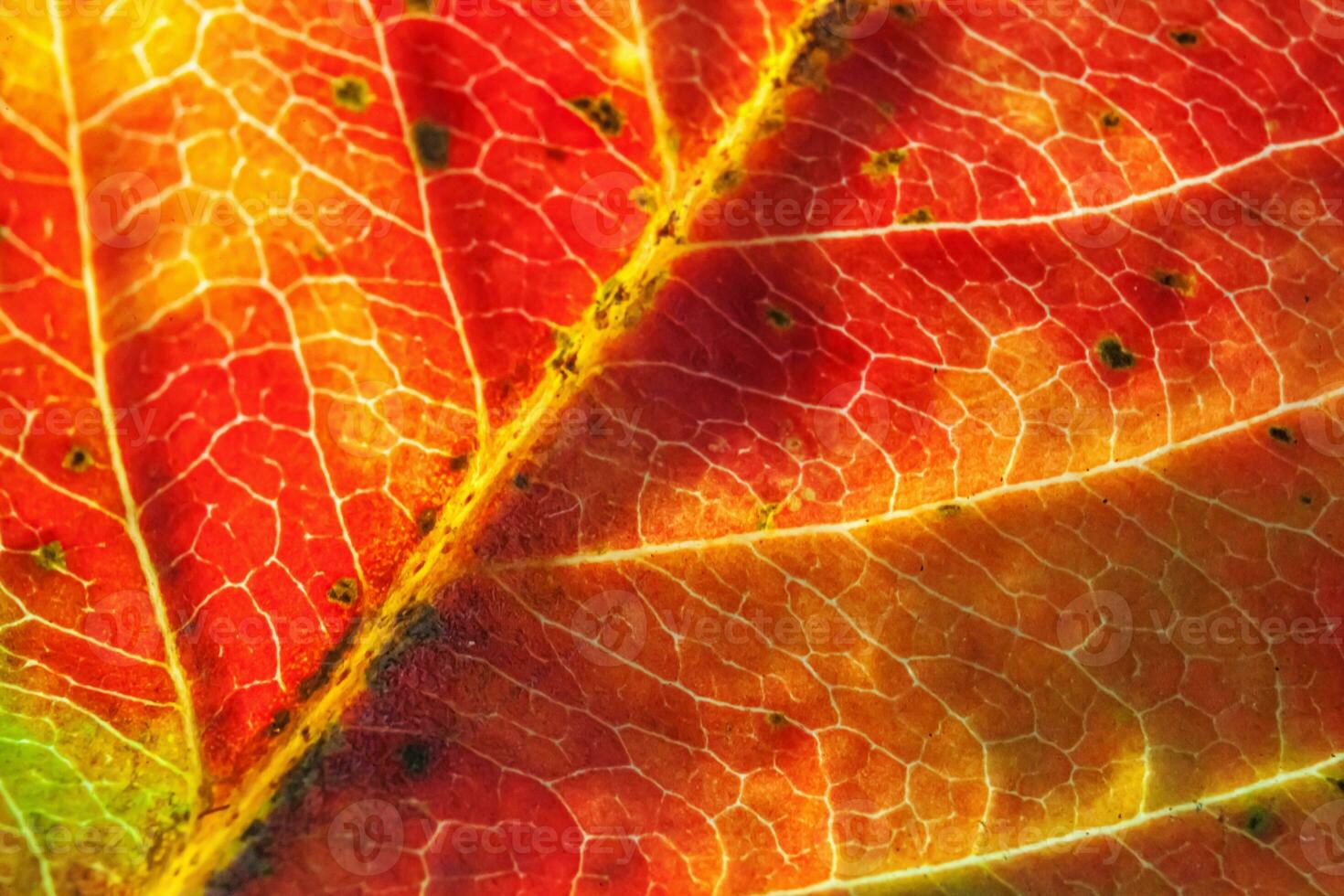 Closeup autumn fall extreme macro texture view of red orange green wood sheet tree leaf glow in sun background. Inspirational nature october or september wallpaper. Change of seasons concept. photo