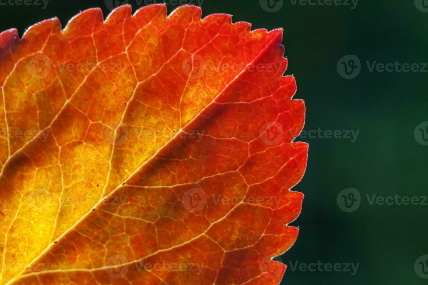 Closeup natural autumn fall macro view of red orange leaf glow in sun on blurred green background in garden or park. Inspirational nature october or september wallpaper. Change of seasons concept. photo