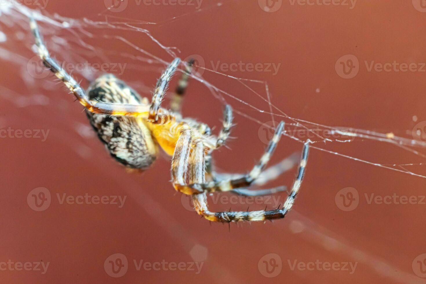 Arachnophobia fear of spider bite concept. Macro close up spider on cobweb spider web on blurred brown background. Life of insects. Horror scary frightening banner for halloween. photo