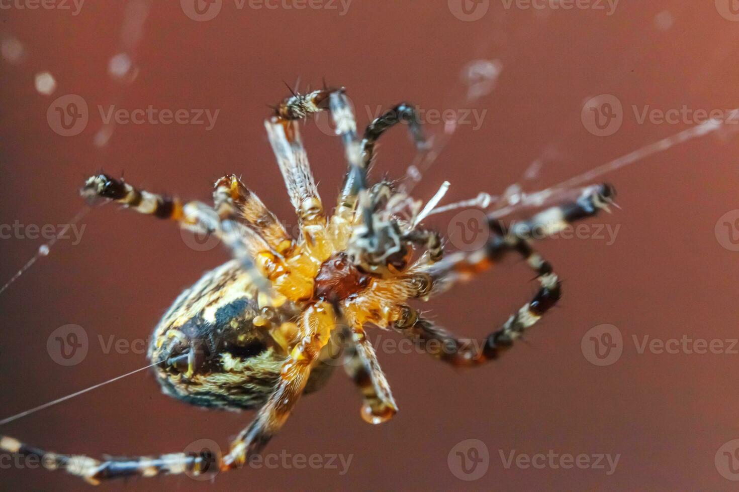 Arachnophobia fear of spider bite concept. Macro close up spider on cobweb spider web on blurred brown background. Life of insects. Horror scary frightening banner for halloween. photo