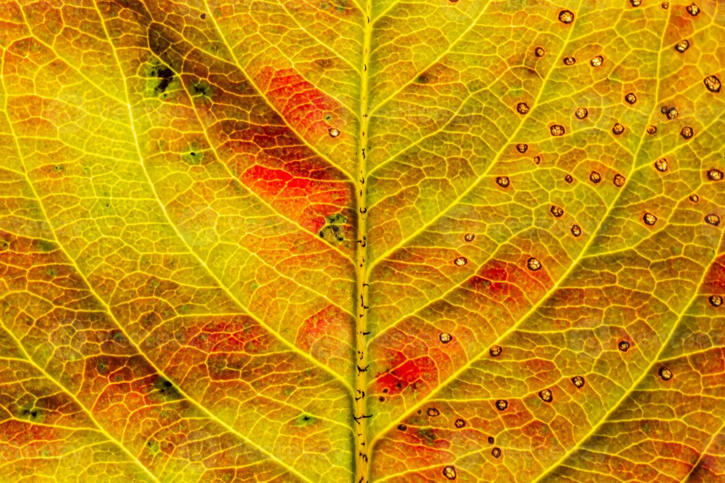 Closeup autumn fall extreme macro texture view of red orange wood sheet tree leaf glow in sun background. Inspirational nature october or september wallpaper. Change of seasons concept. photo