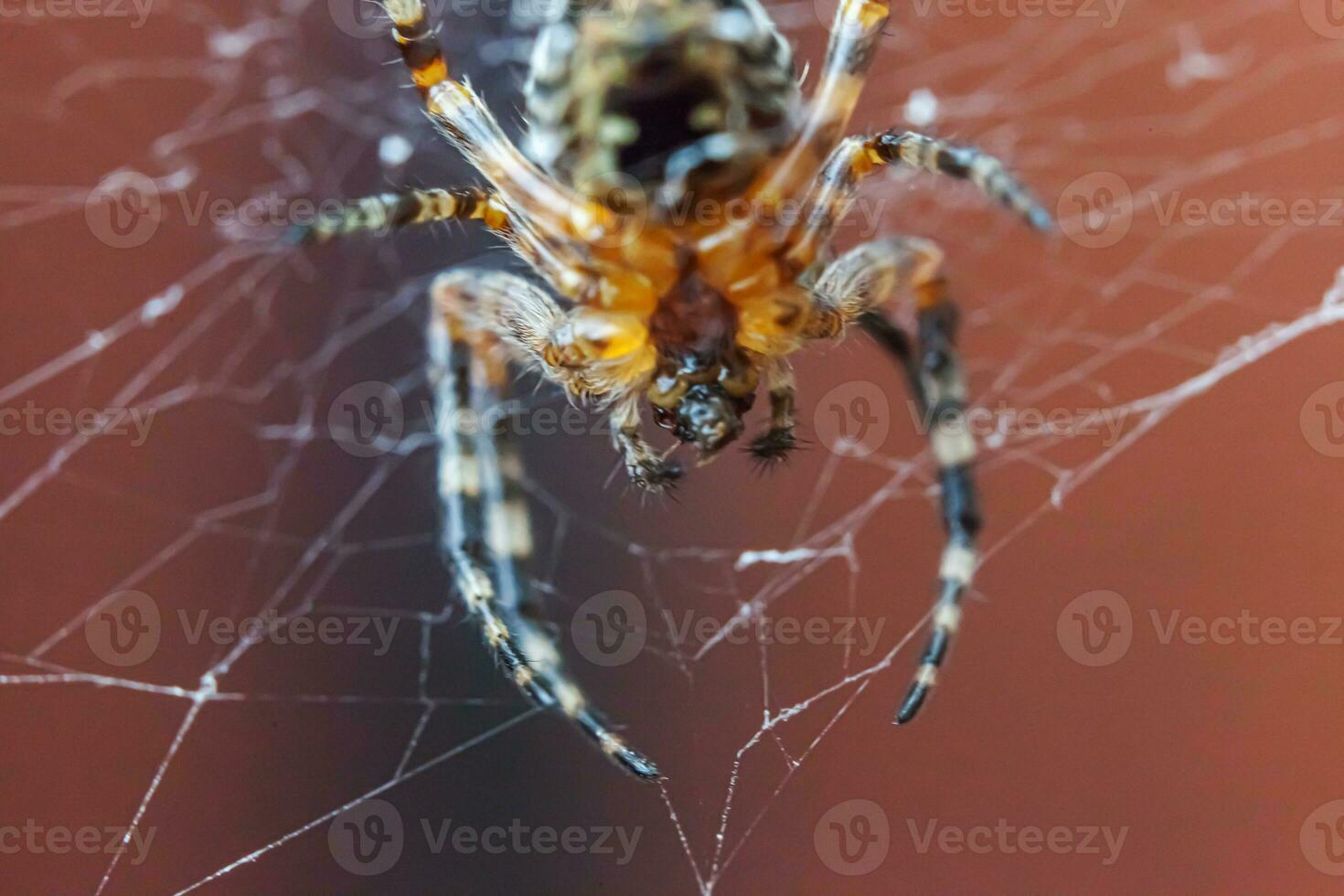 Arachnophobia fear of spider bite concept. Macro close up spider on cobweb spider web on blurred brown background. Life of insects. Horror scary frightening banner for halloween. photo