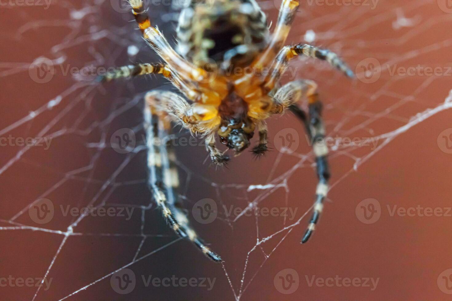 aracnofobia temor de araña mordedura concepto. macro cerca arriba araña en telaraña araña web en borroso marrón antecedentes. vida de insectos horror de miedo aterrador bandera para Víspera de Todos los Santos. foto