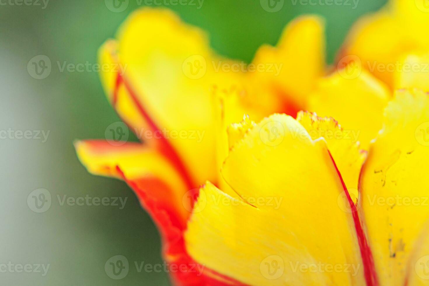 Yellow red tulip flowers in spring time. Close up macro of fresh spring flower in garden. Soft abstract floral poster, extremely macro, selective focus. Inspirational floral wallpaper holidays card photo