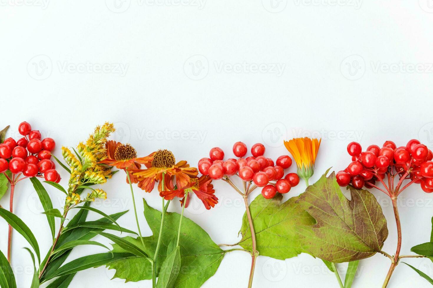 Autumn floral composition. Frame made of autumn plants viburnum berries orange flowers isolated on white background. Autumn fall natural plants ecology wallpaper concept. Flat lay top view, copy space photo