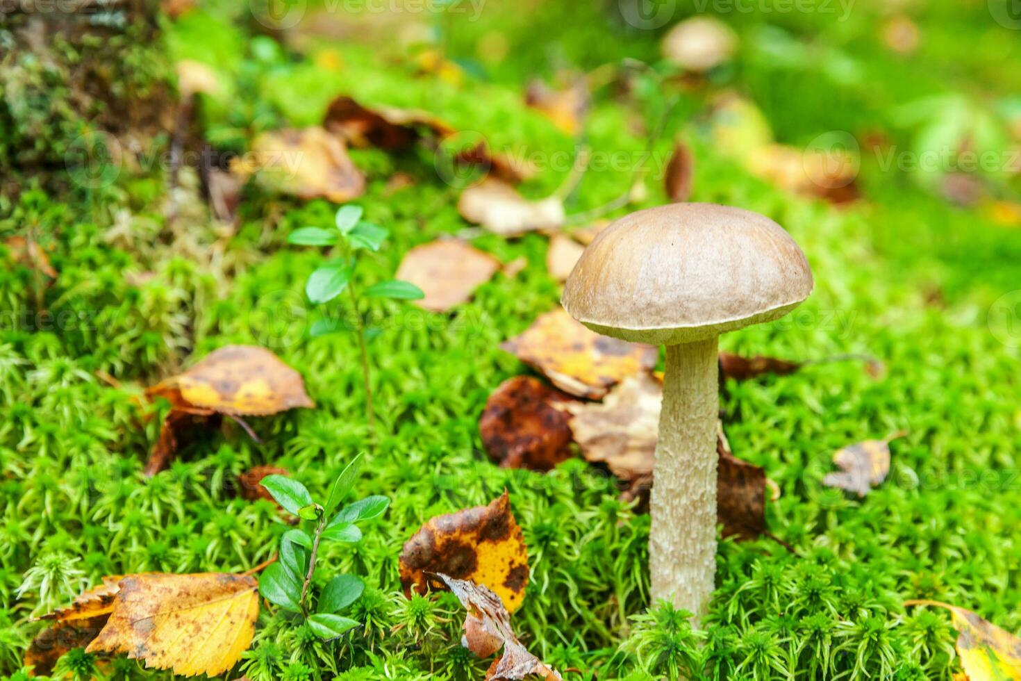 comestible pequeño seta marrón gorra centavo bollo leccinum en musgo otoño bosque antecedentes. hongo en el natural ambiente. grande seta macro cerca arriba. inspirador natural verano o otoño paisaje. foto