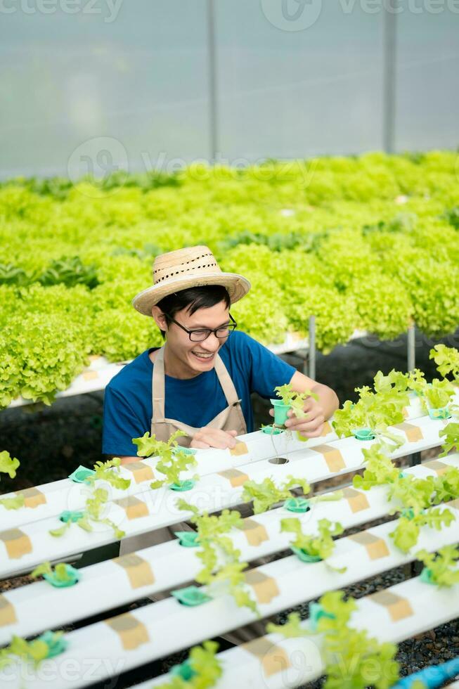 farmers hand harvest fresh salad vegetables in hydroponic plant system farms in the greenhouse to market. photo