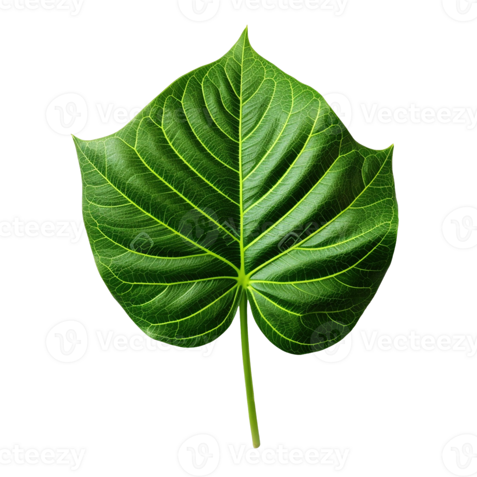 Green leaf isolated on transparent background, created with generative AI png