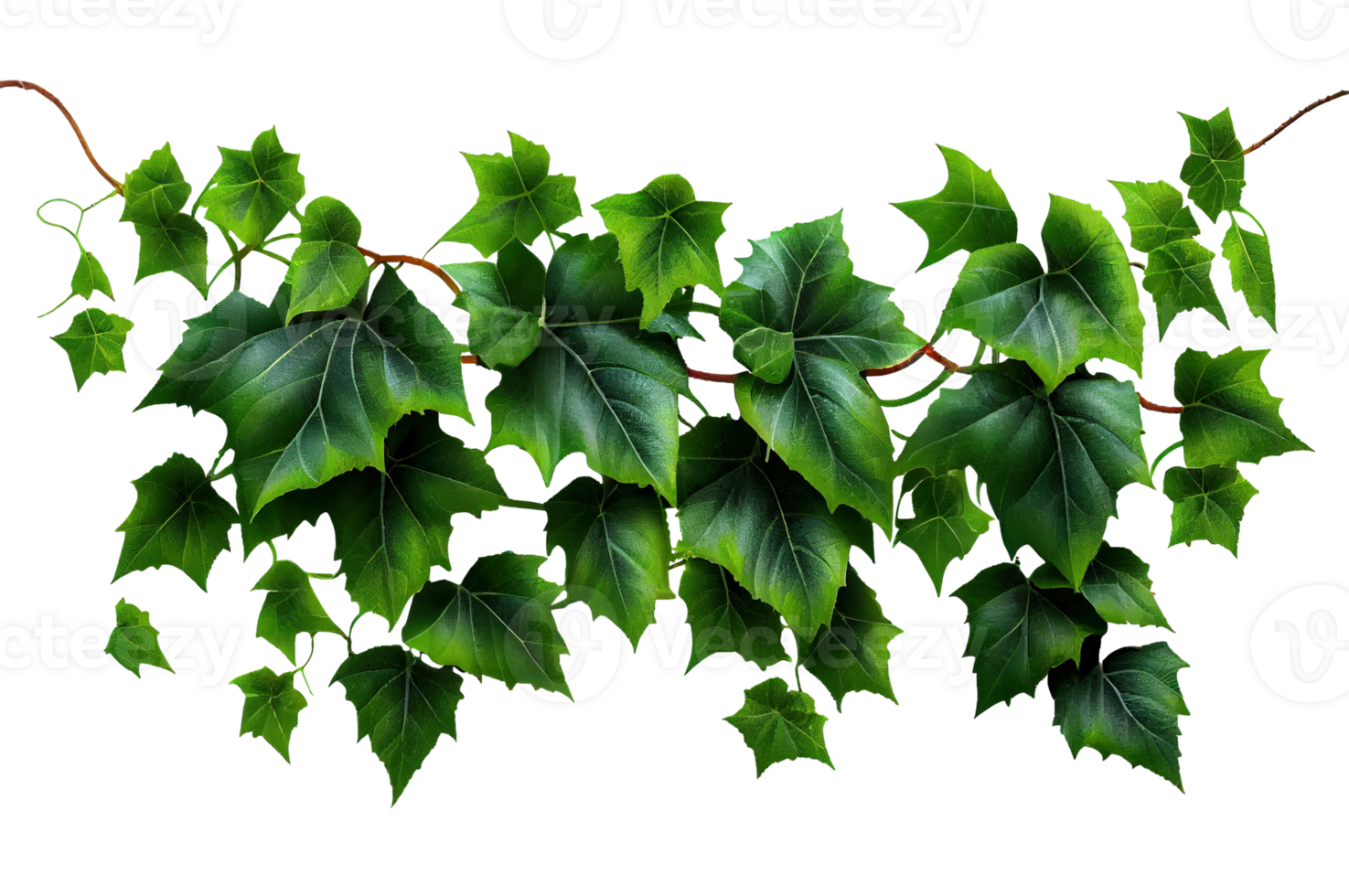 Green ivy leaves isolated on transparent background, created with generative AI png