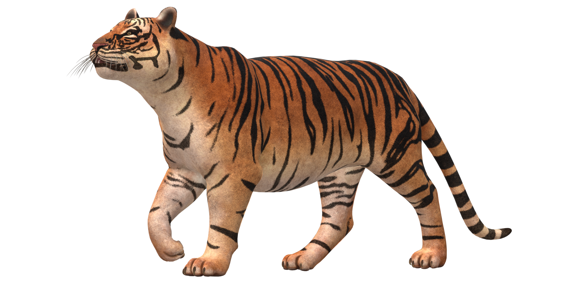 Tigre aislado en un transparente antecedentes png