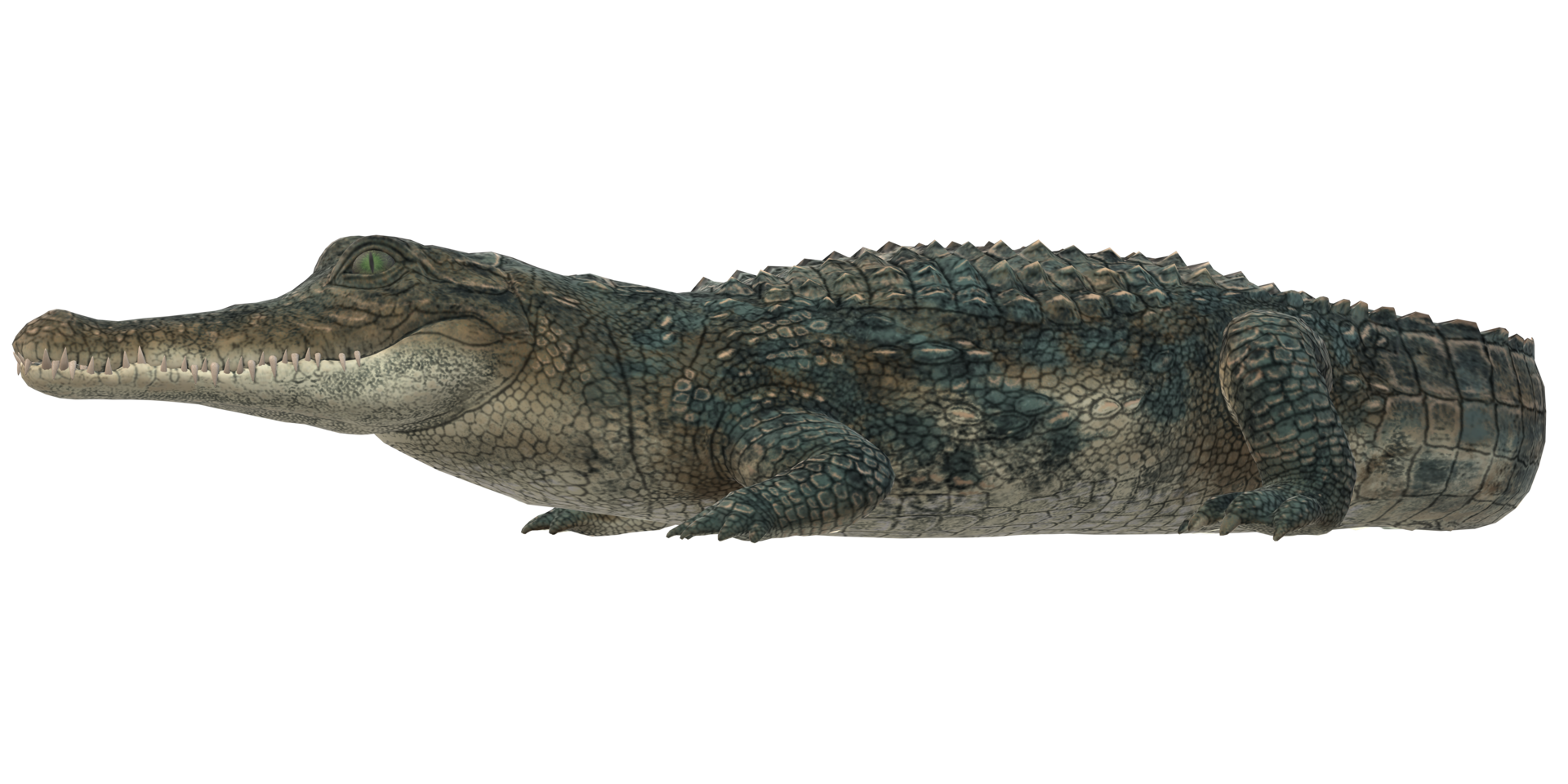 Alligator isolated on a Transparent Background png