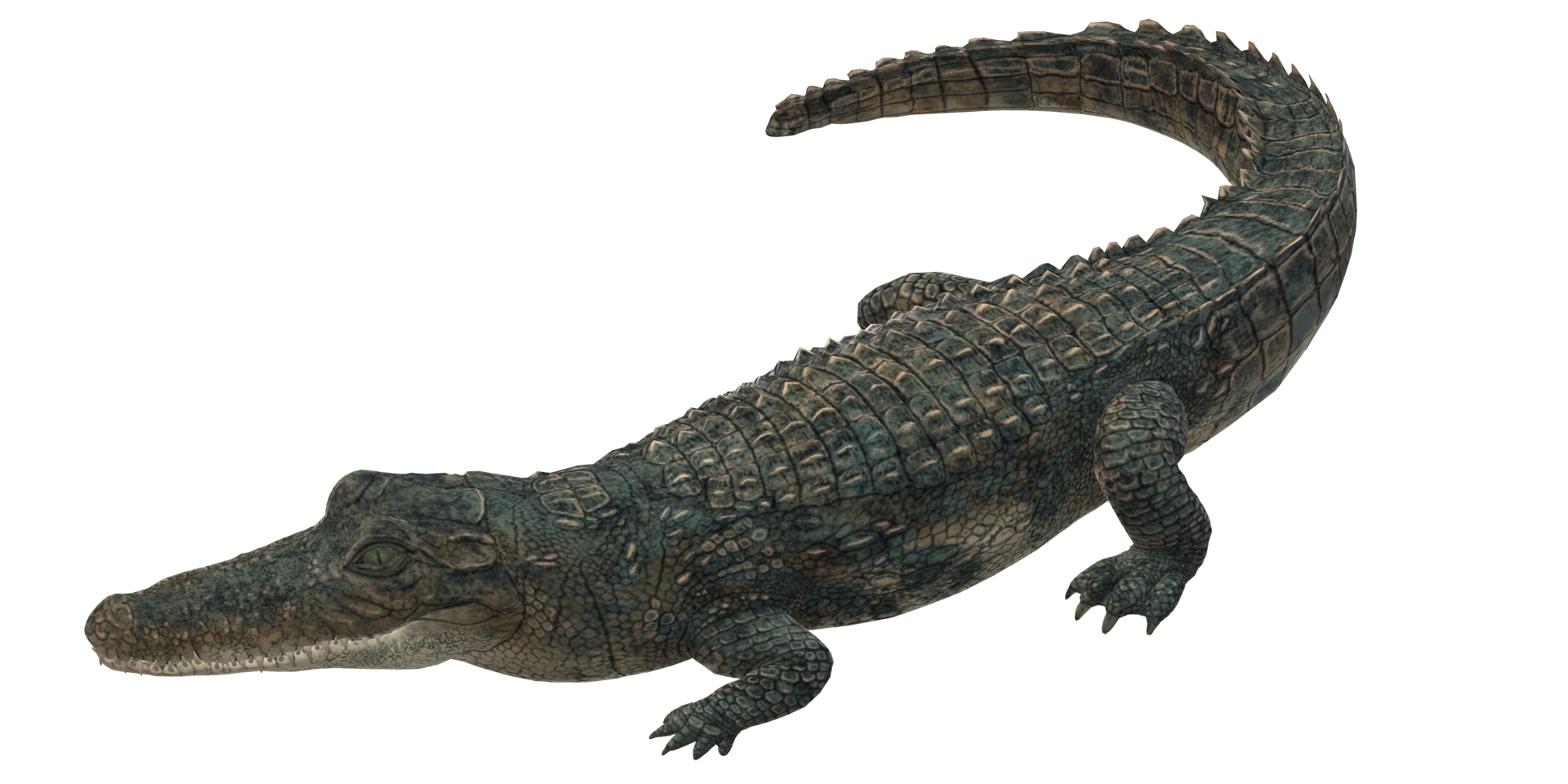 Alligator isoliert auf ein transparent Hintergrund png